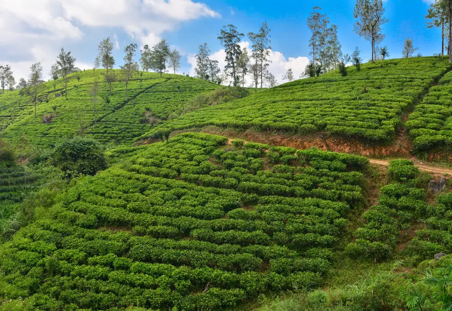 chai-sri-lanka