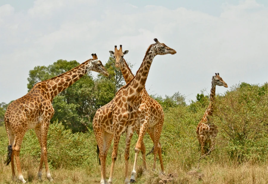 tour-kenya