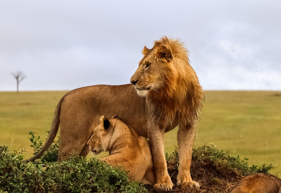kenya-travel-guide